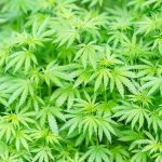 cannabis-plants-discovered-in-ancient-burial-in-china