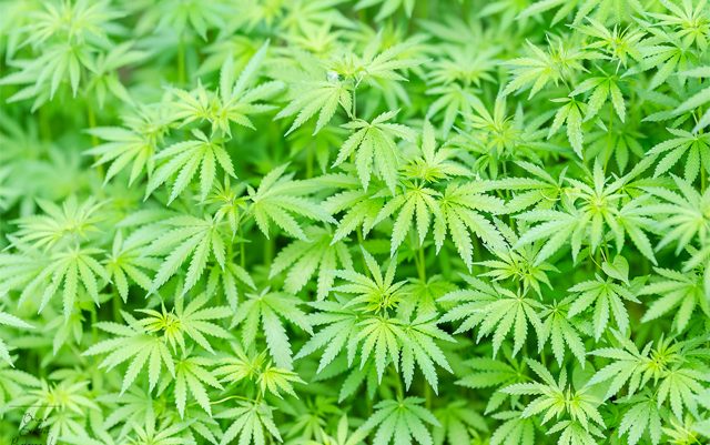 cannabis-plants-discovered-in-ancient-burial-in-china