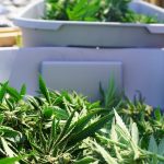 rhode-island-made-emergency-changes-to-keep-dispensaries-stocked
