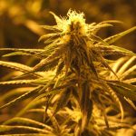 washington-looks-to-create-certification-for-organic-cannabis