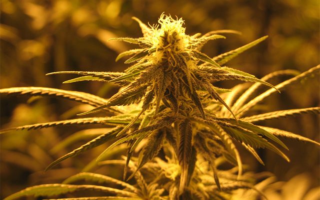 washington-looks-to-create-certification-for-organic-cannabis