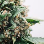 what-is-the-shelf-life-of-cannabis