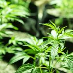 your-cannabis-plants-need-boron
