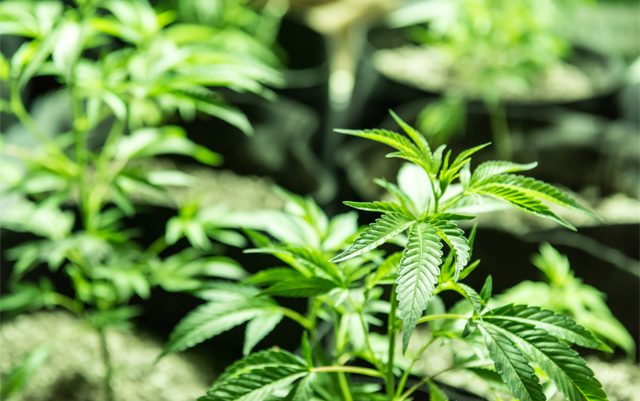 your-cannabis-plants-need-boron