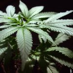 ma-renters-will-have-to-get-landlords-permission-for-cannabis
