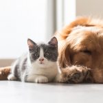 are-pets-being-harmed-by-accidentally-ingesting-cannabis