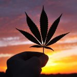 cities-across-the-nation-are-banning-cannabis-before-its-even-legal