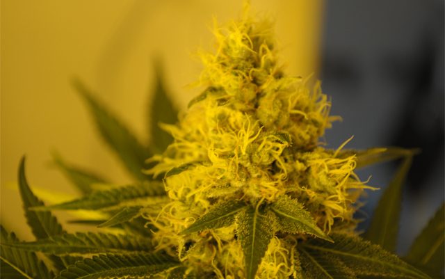 how-the-fda-will-regulate-cannabis-from-an-fda-insider