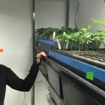 meet-the-female-master-grower-behind-chongs-choice-cannabis-brand