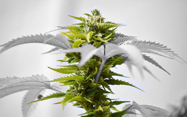 new-study-suggests-marijuana-may-benefit-mental-health