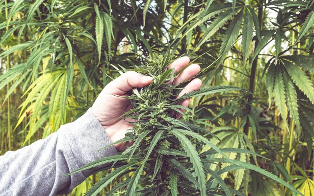 seeking-hemp-experts-for-a-productive-future