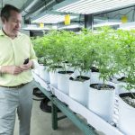 an-experiment-of-the-free-market-is-taking-place-in-co-tim-cullen-colorado-harvest-company