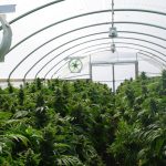 fl-licenses-seventh-nursery-for-medical-marijuana-production
