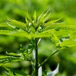 cannabis-growers-are-registering-strains-on-the-bitcoin-blockchain