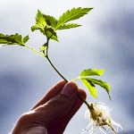 important-and-interesting-cannabis-studies-of-2016