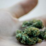 marijuana-becomes-legal-for-adult-use-in-ma-on-thursday