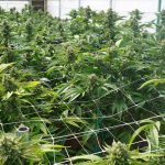 ohios-medical-marijuana-program-on-track-for-2018
