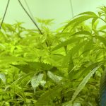 pueblo-city-council-approves-retail-cannabis-dispensary-regulations