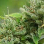 south-america-to-import-medical-marijuana