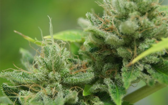 south-america-to-import-medical-marijuana