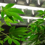 cannabis-botanists-are-in-short-supply