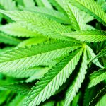 cannabis-is-an-effective-treatment-for-PTSD