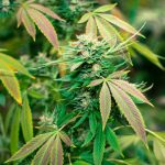 colorado-considers-raising-cannabis-tax-due-to-falling-price-of-the-plant