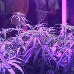 the-denver-INDO-expo-caters-to-grows-of-all-sizes