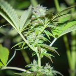 the-trichome-institute-teaches-individuals-to-understand-and-identify-cannabis-variety