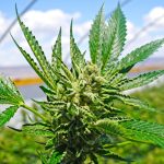 total-marijuana-market-in-US-and-canada-an-estimated-53-billion-in-2016