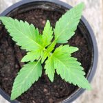 why-your-cannabis-plant-needs-sodium