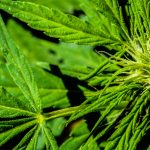 DEA-removes-false-information-about-cannabis-from-their-website