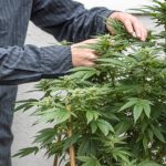 changes-are-coming-to-oregons-cannabis-industry