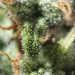the-mainstreaming-of-marijuana