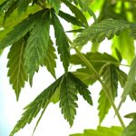 MA-approves-300K-for-cannabis-industry-start-up