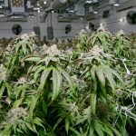 canadian-cannabis-supplier-gets-new-CEO-after-pesticide-scandal