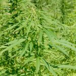 north-carolina-is-looking-for-hemp-farmers-to-test-the-waters