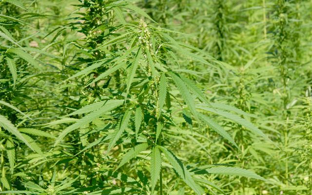 north-carolina-is-looking-for-hemp-farmers-to-test-the-waters