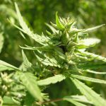 cannabis-plants-need-the-micronutrient-chlorine