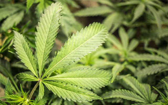 dea-chief-claims-marijuana-is-not-medicine