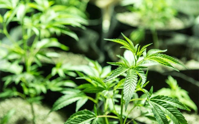 company-buys-town-to-create-marijuana-paradise