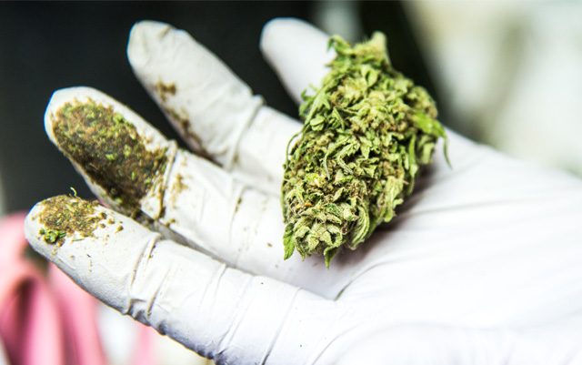 US-senate-calls-for-more-marijuana-research