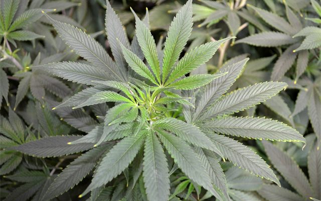 prohibitionist-group-wants-pro-marijuana-billboards-in-arizona-taken-down