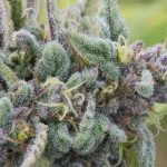 opioid-manufacturer-that-fought-marijuana-legalization-wants-to-be-bulk-producer-of-cannabinoids