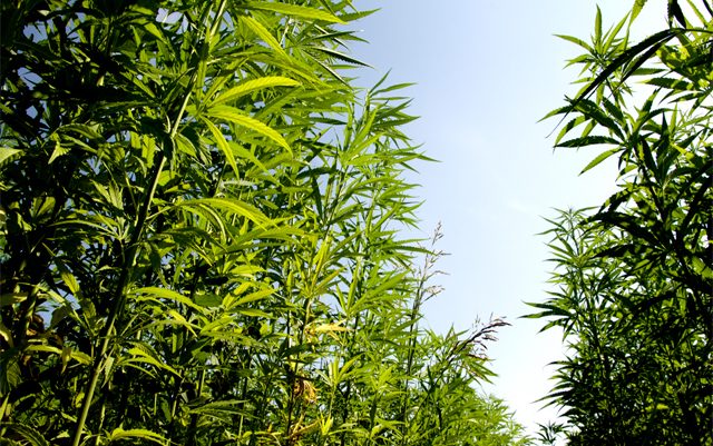 30-states-with-US-hemp-legislation