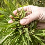 is-making-ethanol-from-hemp-a-real-possibility