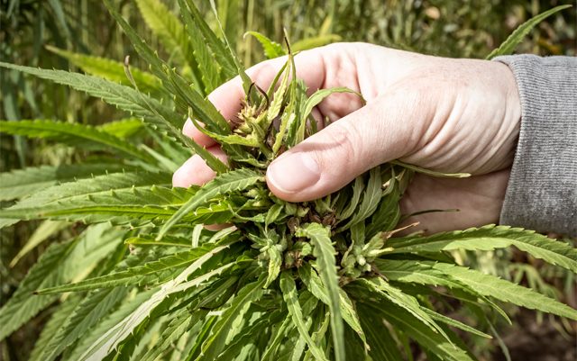 is-making-ethanol-from-hemp-a-real-possibility