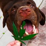 protecting-your-dogs-from-accidental-marijuana-ingestion