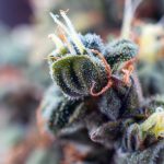 terpenes-living-in-the-shadow-of-THC-and-CBD
