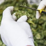 yet-another-study-tells-marijuana-users-what-they-already-know